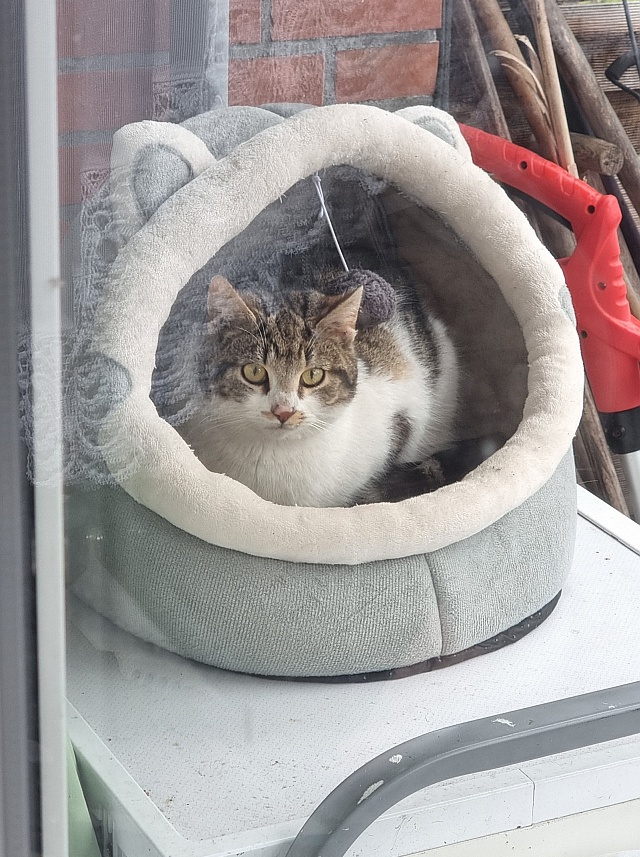 ../images/fotoalbum/katzen/2026-03-11 12.36.53